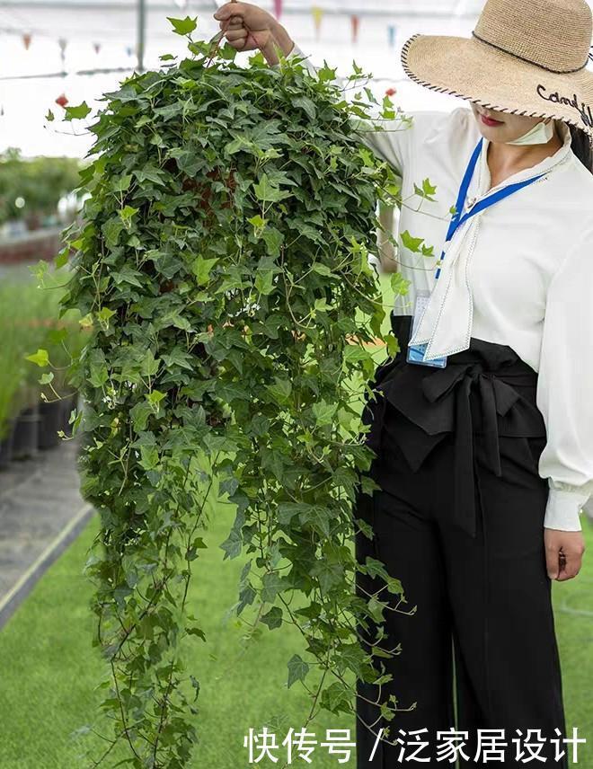 养花位置不够了？养这“6种”可以吊起来养的花，好看又不占地方