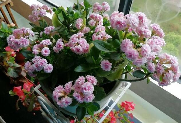 李小姐养“长寿花”,只是加个“它”,盆盆“开满”花,美爆了!