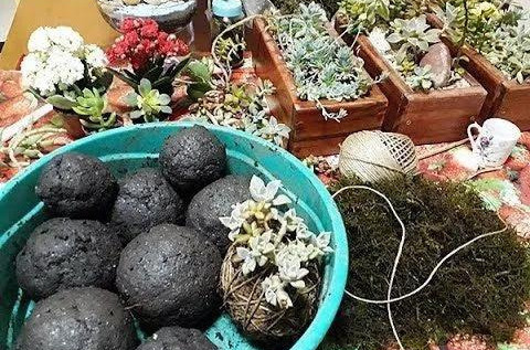 室内绿植种花不用盆，揉一个小球吊起来就让家里美翻