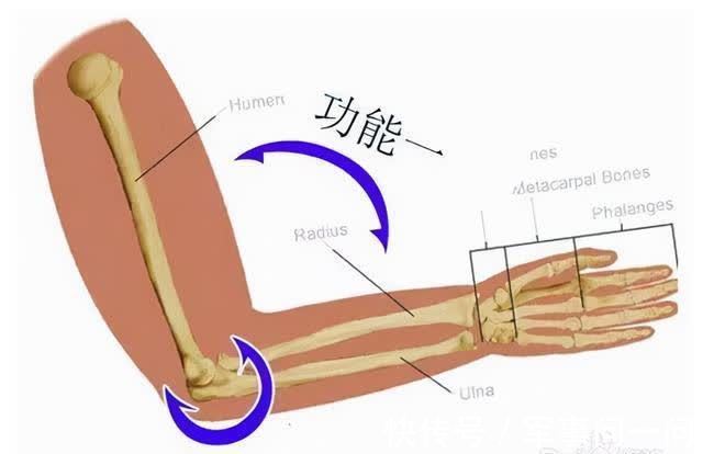 骨盆|月子期不是只能躺床，做好这些功能锻炼帮你快速恢复曼妙身材