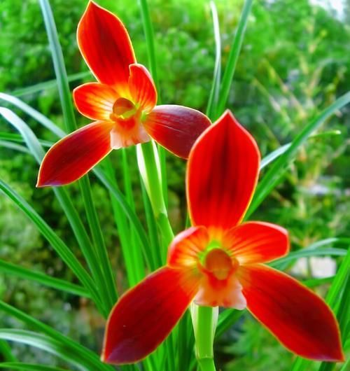  被誉为|此兰开花后自带仙气，一年花期200多天，被誉为“国兰第一红”