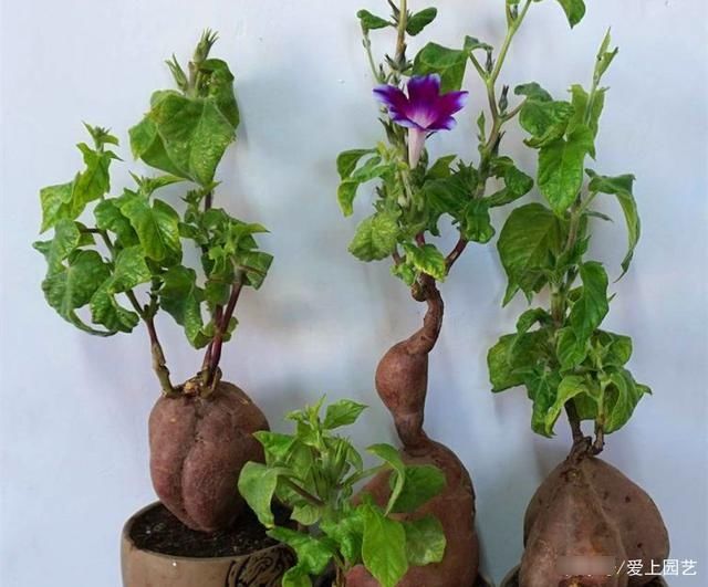  因为美味而被人忽视了美貌，说说那些令人惊艳的菜花