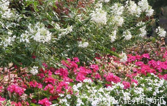 天热阳台该种植什么花?15种''抗晒''植物,盆栽赏花不犯愁