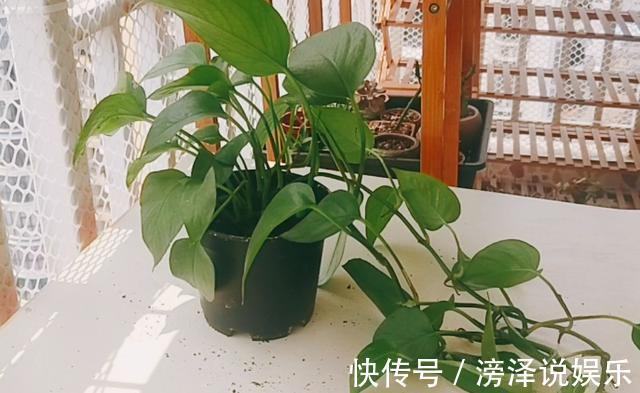 多肉|养多肉、蟹爪兰、君子兰,用它就能根固叶茂,远离烂根困扰