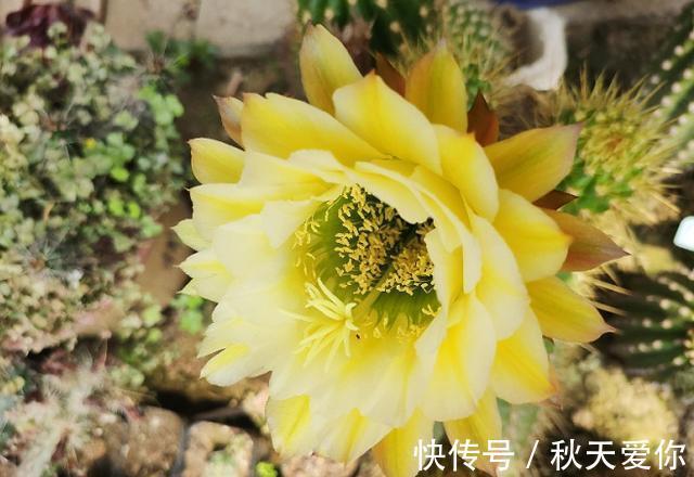 仙人球开花,真的“美翻了”,看一眼就会爱上它