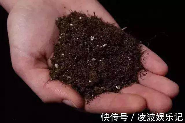 no2|只要1样东西,保你的花从不烂根、黄叶,长得还比别人快10倍!