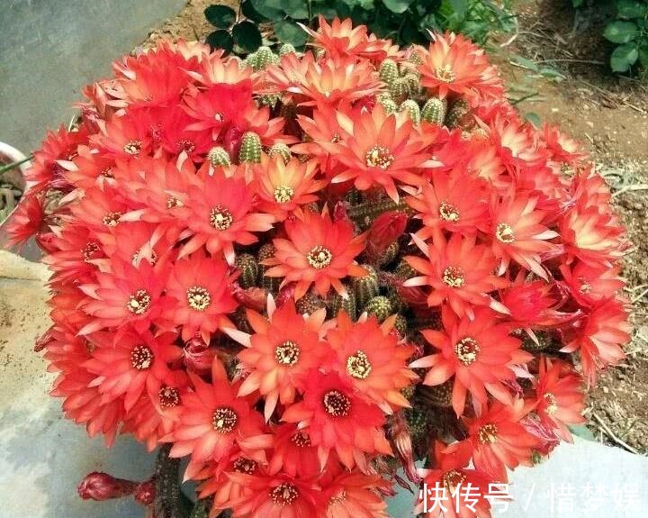 浇灌|园艺师教你,给“仙人球”把水浇对了,蹭蹭冒小球,开花100朵