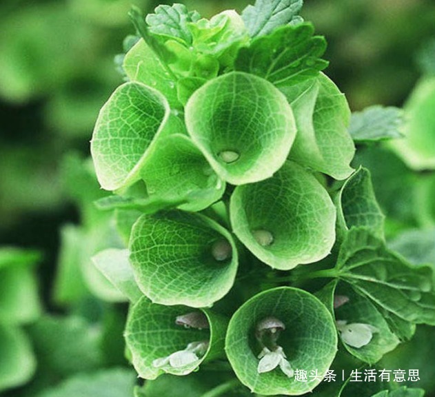 植株|此花，花似贝壳，人称”环保小高手“，养护有道，花开串串