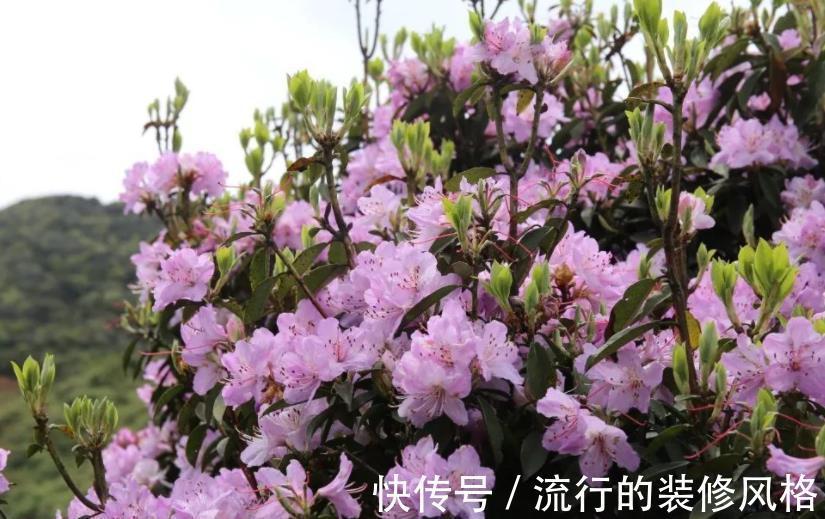 公认难养的4种花,没点经验真的养不好,新手花友别轻易尝试