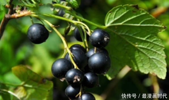 此物|女性不想老太快,可多吃此物,改善气色,淡化皱纹,更显年轻