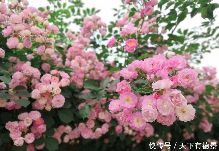 4种花一开就美爆,沾土就活,好养又漂亮,阳台变成百花园!