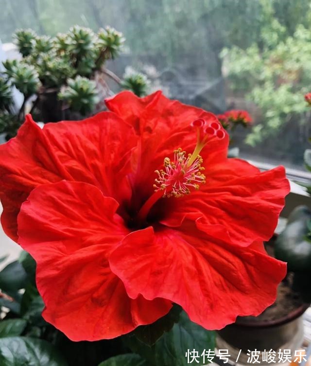 夏天|想要家里四季花开,这20种花,连续能开300天,完全不歇气