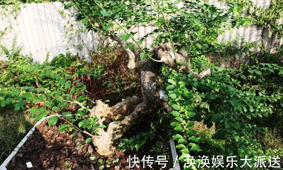 步曲|三角梅盆景制作6步曲，看懂了自己也能做出精美绝伦的三角梅盆景