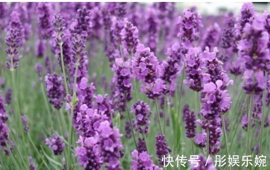 有香味的花卉盆栽有哪些养上几盆家里就不用买清新剂了！