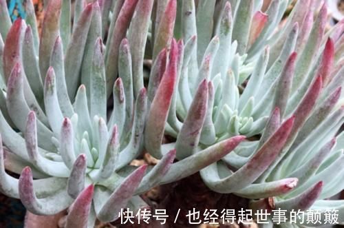 泥炭土|爱杜丽丝是仙女杯属的经典多肉,不但好养且养成老桩后充满沧桑感