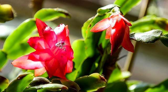 蟹爪兰花谢后，做好这几步，叶片变肥厚，二次开花So Easy