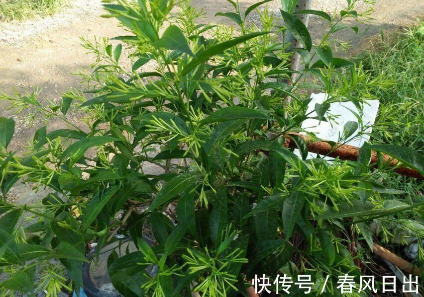 夜兰香|此花能驱蚊,管理比较简单,也容易开花