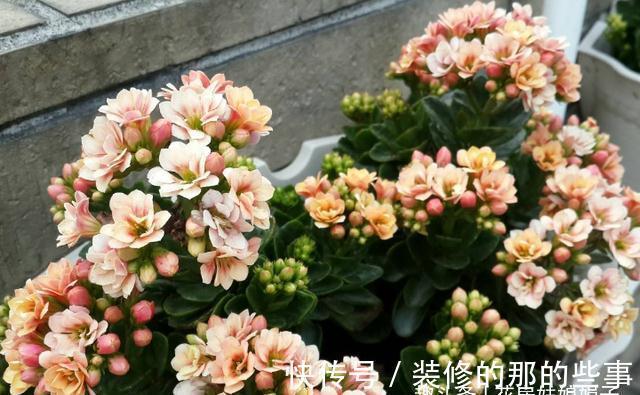 长寿花轻轻一碰就掉叶子,是这几个方面的情况造成的,要及时处理