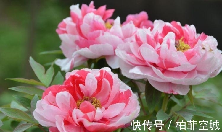 5种花养阳台,浇点水就狂开花,开成花海,邻居看了都羡慕!