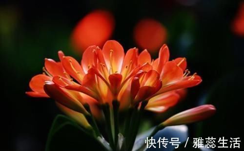 回事|君子兰养了快一年了，都没怎么变，连新叶都没有长一片，是怎么回事？