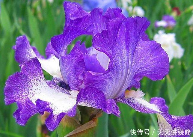 养花就养个花期长的,花大色艳,花朵粉嫩丰腴,绚丽夺目