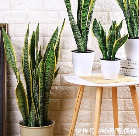 盆栽虎皮兰的3大忌你知道吗稍不注意就会“烂根”生长缓慢