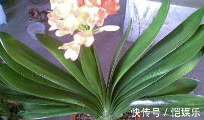 用此4种水浇君子兰,不用施肥也可以让君子兰花大色艳!