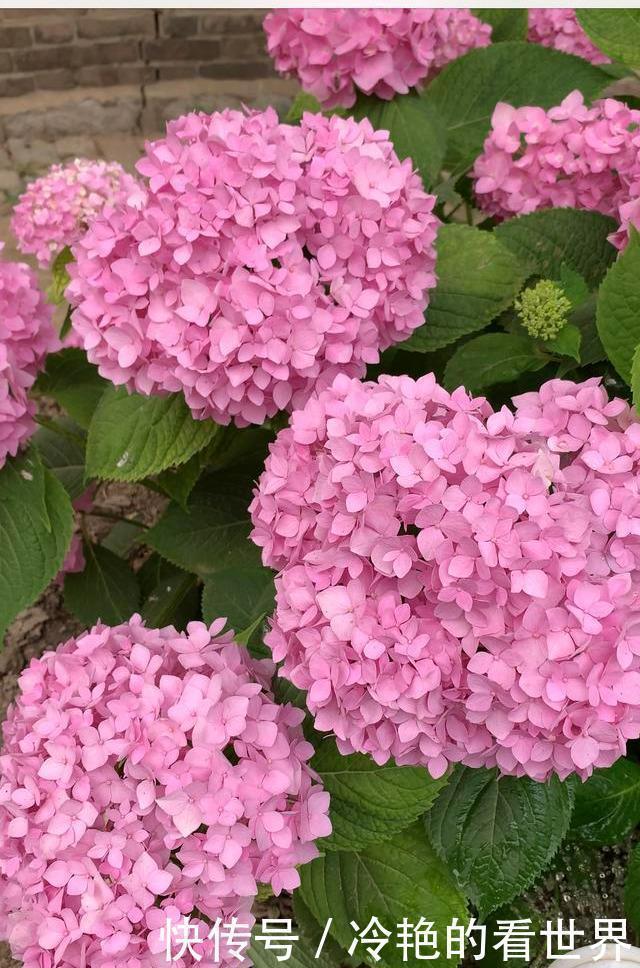 盆栽|4种“抗冻花”,娇艳不娇贵,寒冬腊月冻不死,冰天雪地开红花