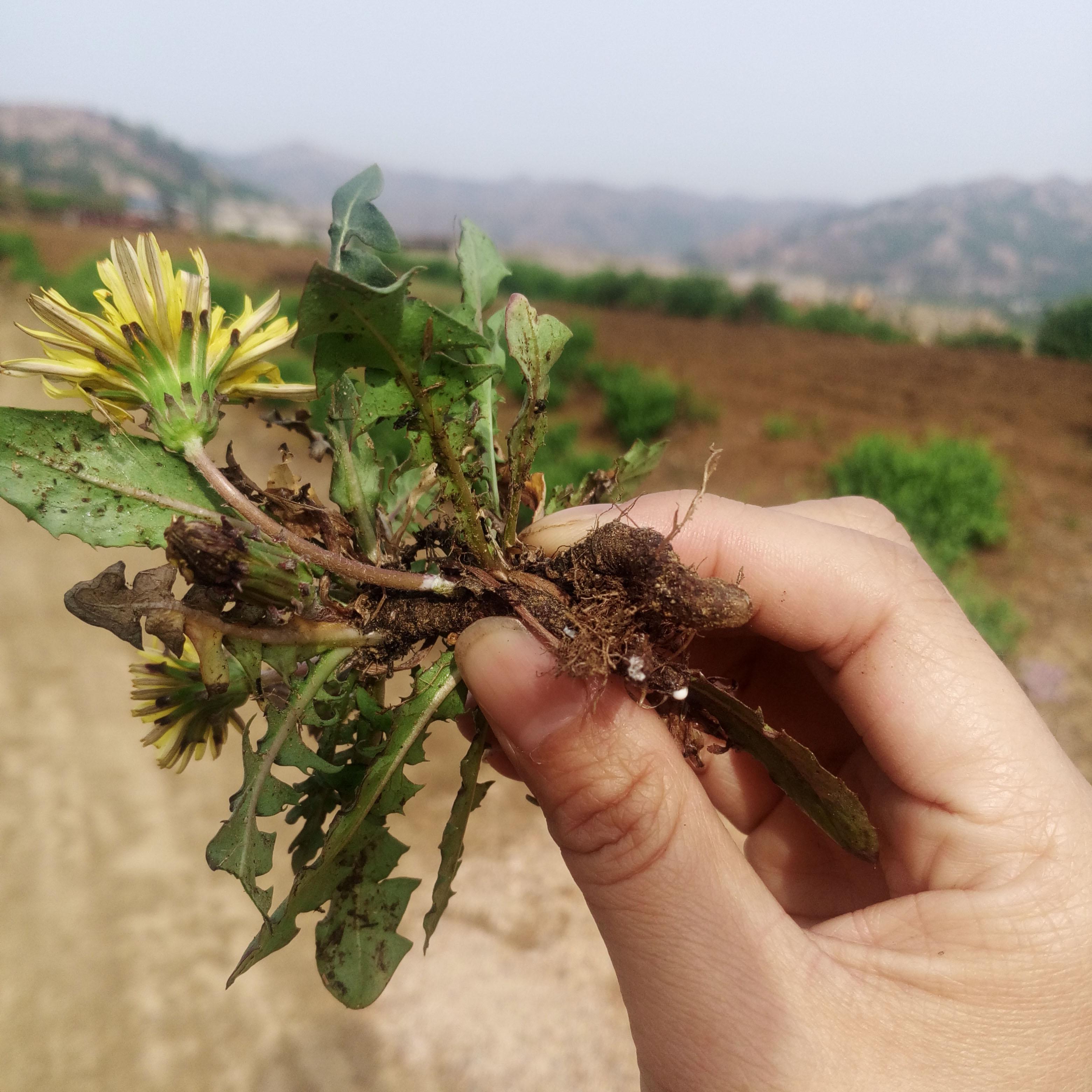 排毒|蒲公英的根和叶,虽都可排毒,但功效有所不同,使用时要区别对待