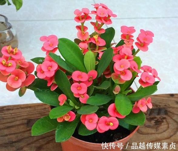 “它”才是名副其实的“开花机器”，耐寒又耐热，好养又漂亮！