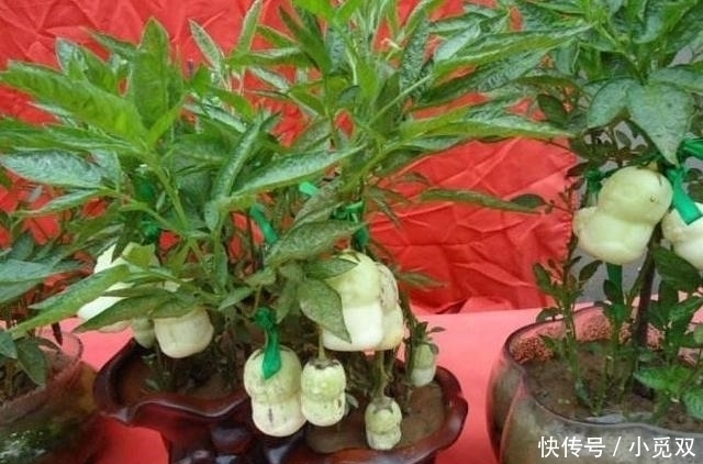 公认“养不死”的7种水果盆栽,粘土就活,新鲜果实一年吃不停