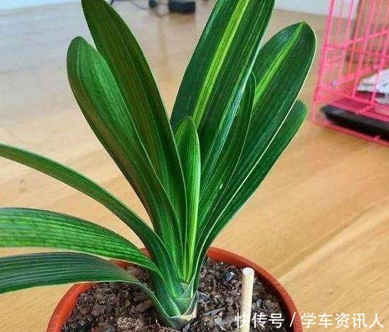 养君子兰学会四季浇水方法,根系长满盆,叶子绿出油!