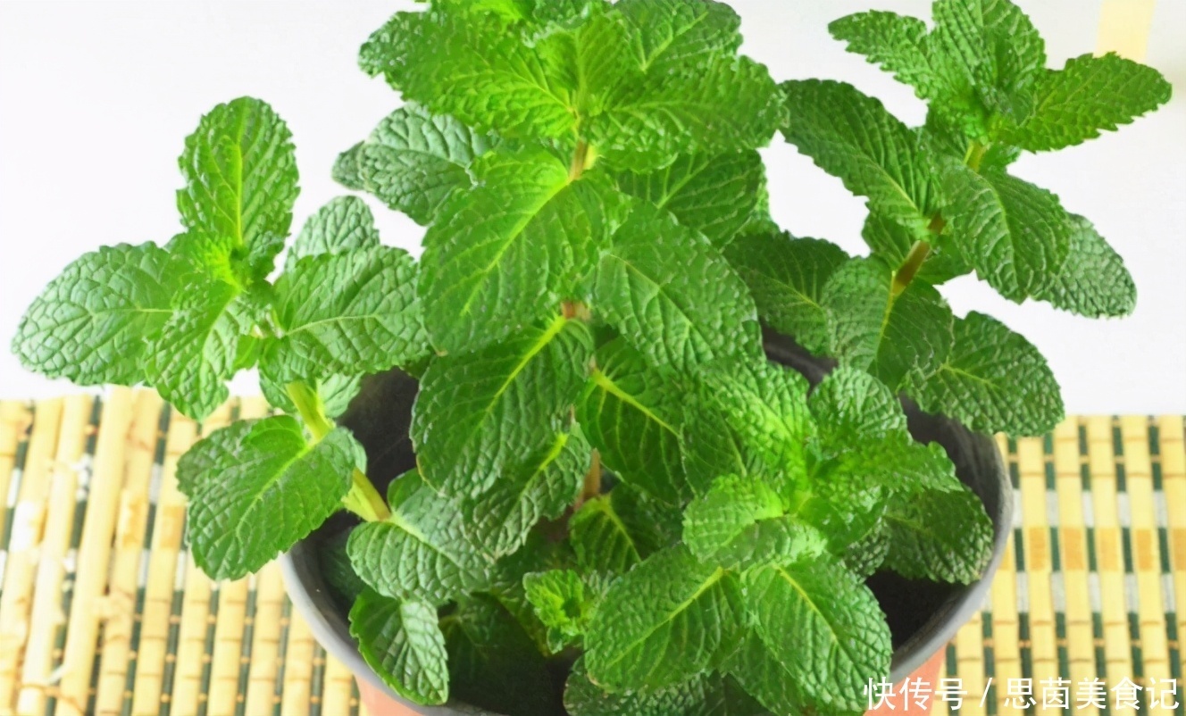 薄荷|这3款植物既能赏又能吃,盆栽养眼、养身!