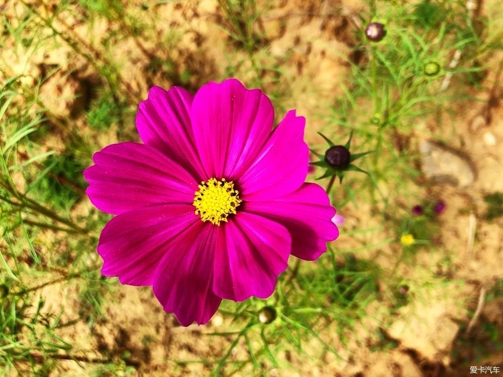 灿烂|晴空万里，鲜花灿烂