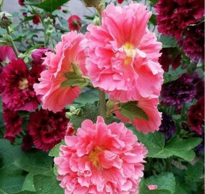 这些花养了就爆盆，好养易活开花漂亮，浇水就疯长