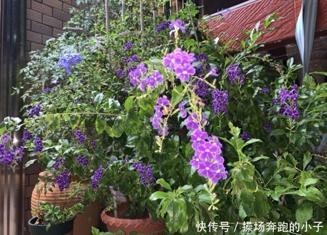 奶香小可爱蕾丝金露,味道迷人,街坊邻居都爱!