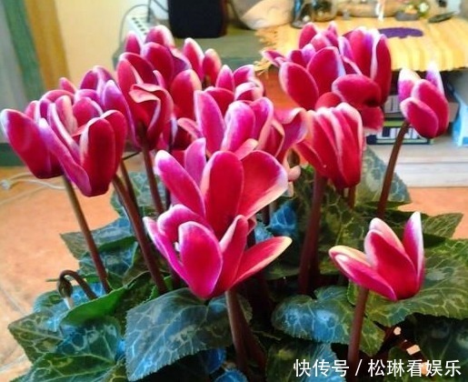 盆栽|日子想要过红火,“3种花”一定要养,新年进门见喜,鱼跃龙门