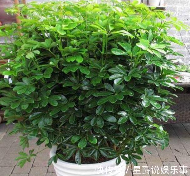 客厅盆栽植物如何达到装饰美化的目的?养4种绿植,好看又好用