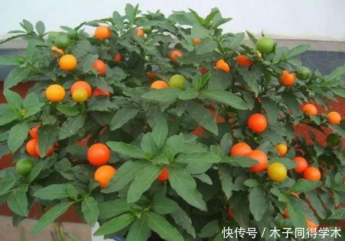 家养|家养3种花，旺家又旺财，福气满满，红红火火送吉祥！