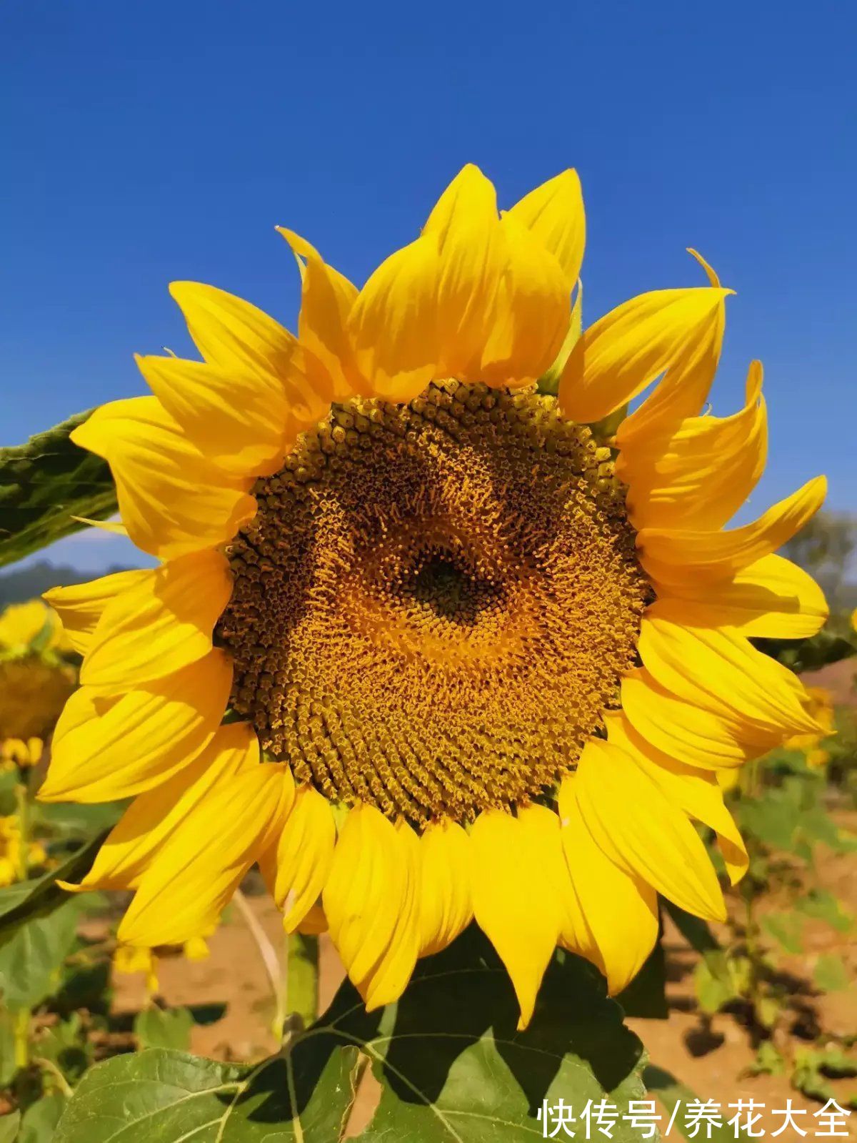 铃兰|今日12星座好运花，“运势”和花更配哦，你的幸运花是哪种？