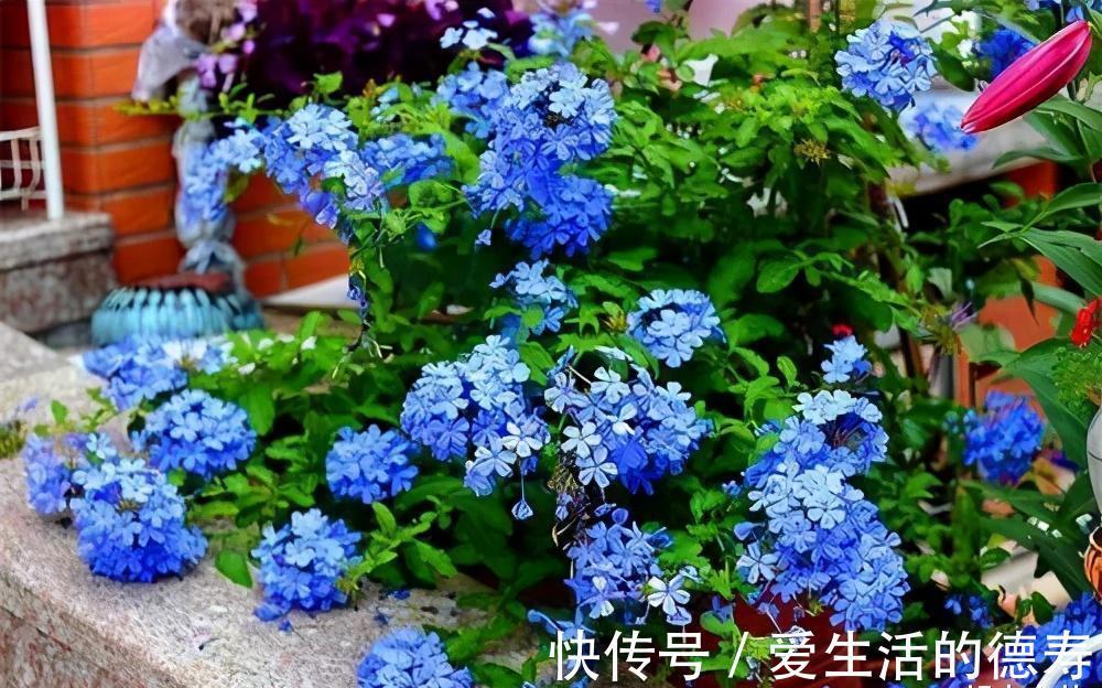 甜蜜红木香|7月逛花市，遇到3种花赶紧带回家，长势旺开花美，绽放整个夏天