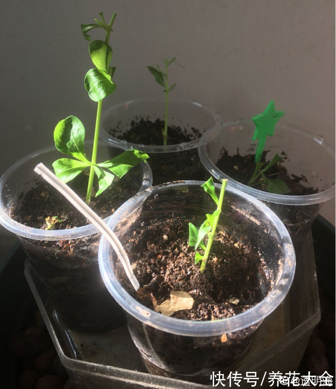 冬天扦插,最简单的方法学起来,这6种花都能生根