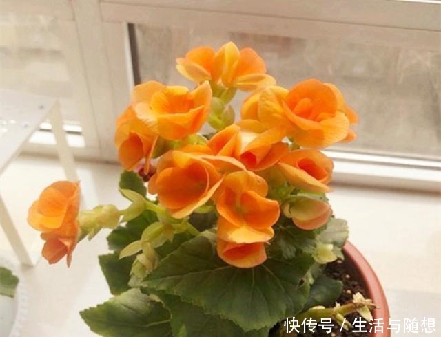 四季海棠“养不够”，不用买，剪根“枝条”长1盆，教你如何操作！