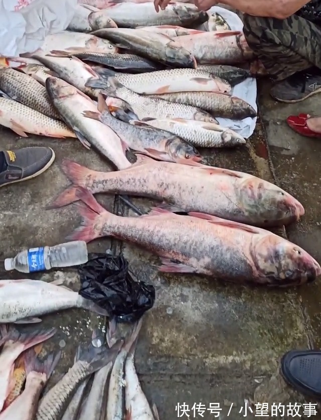 洪湖河道鲢鳙成灾,黑压压一片都是鱼邓刚来了也犯怵