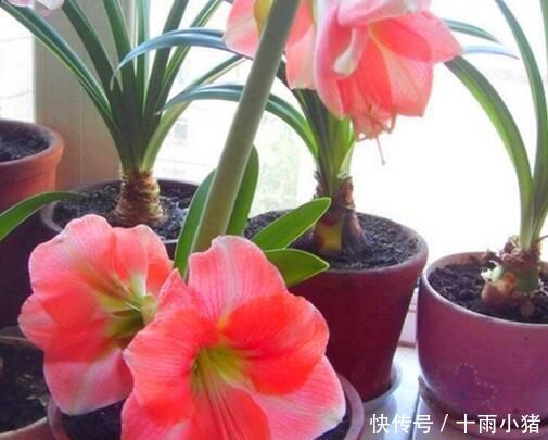 开花|朱顶红开花之后,一个“小动作”,又开一茬花,花大色艳特别美