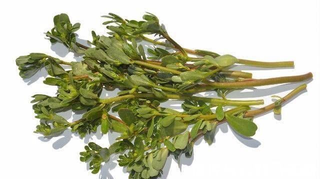 白发|这东西只有农村有,吃了白发变黑发,不知道就太可惜了