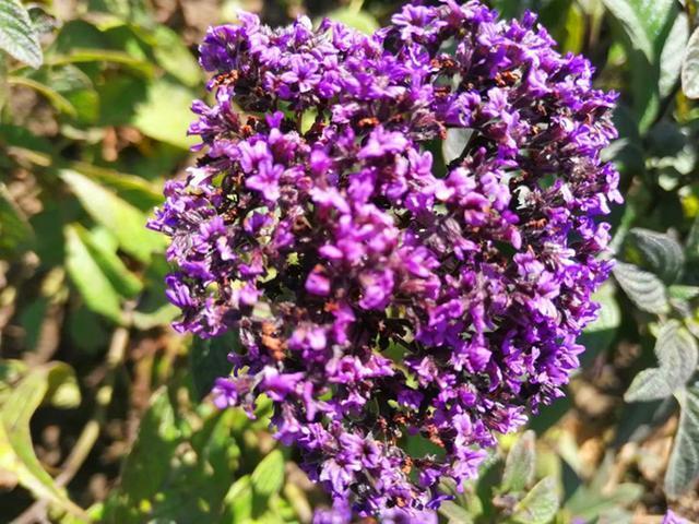 和香水一样香的草，紫色花朵超迷人，阳台种一盆，又香又美