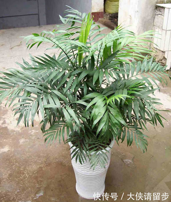 “人养花三年,花养人一生!”家居盆花100种,总有几款你喜欢