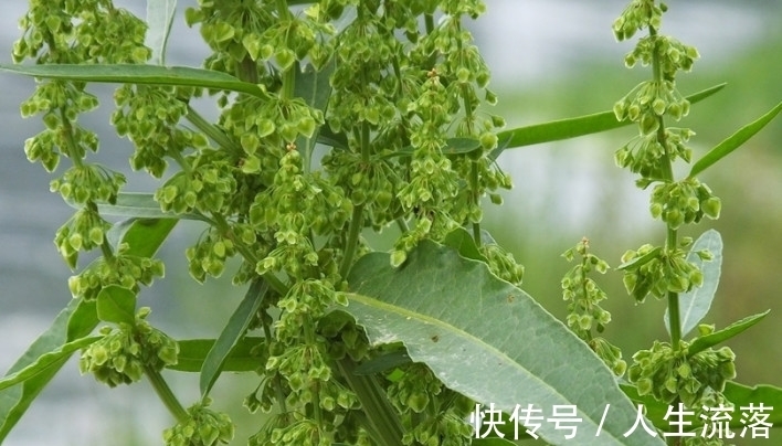 药用|农村一种野草像“菠菜”,它用处大却常被忽视,若见着请一定重视