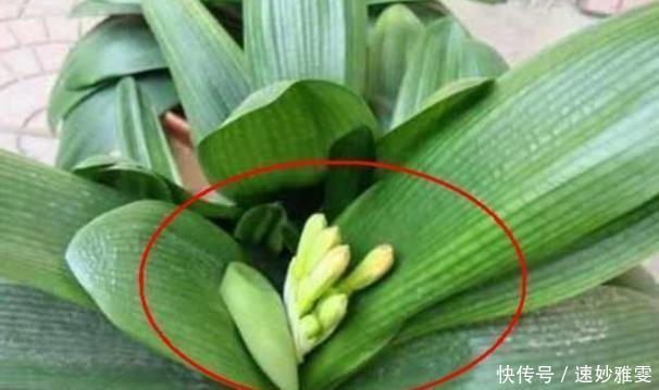 爆盆|君子兰不开花教你这样浇水，君子兰健壮不烂根，开花爆盆不是梦